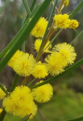 Acacia elongata