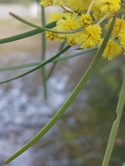 Acacia elongata