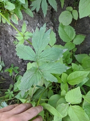 Hydrophyllum fendleri