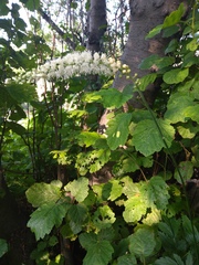 Actaea simplex