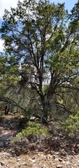 Pinus remota