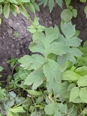 Hydrophyllum fendleri