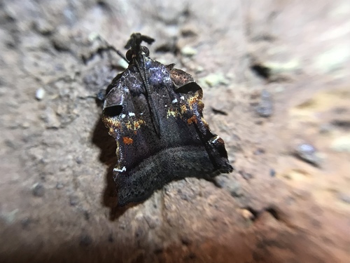 Trumpet Vine Moth photo 6