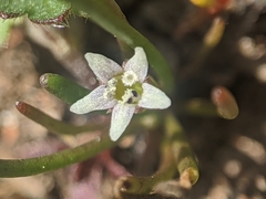 Limosella acaulis