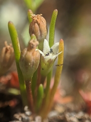 Limosella acaulis