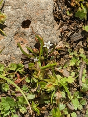 Limosella acaulis