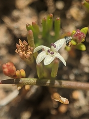 Limosella acaulis