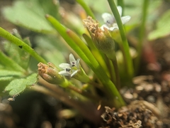Limosella acaulis