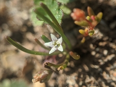 Limosella acaulis