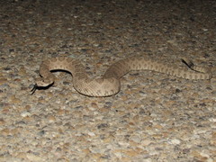 Crotalus oreganus concolor