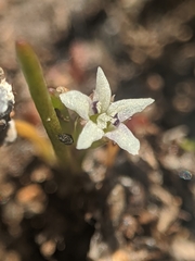 Limosella acaulis