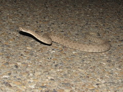Crotalus oreganus concolor