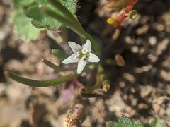 Limosella acaulis