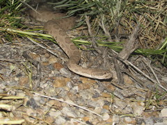 Crotalus oreganus concolor