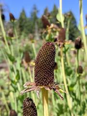 Rudbeckia occidentalis