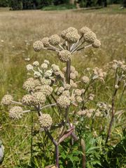 Angelica capitellata