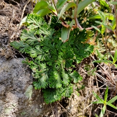 Selaginella lepidophylla