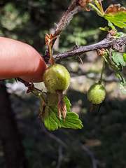 Ribes lobbii