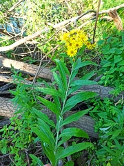 Jacobaea paludosa lanata