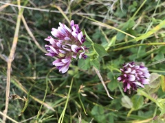 Trifolium variegatum major