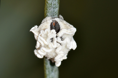 Ceronema
