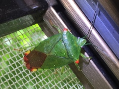 Acanthosoma labiduroides