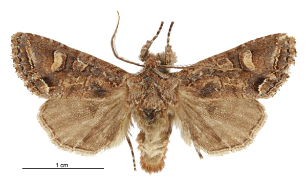 Ichneutica sericata