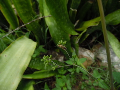 Catorhintha selector