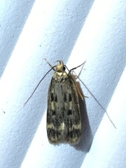 Martyringa latipennis