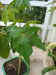 Cladomorphus phyllinus