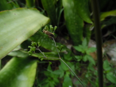 Catorhintha selector