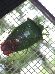 Acanthosoma labiduroides