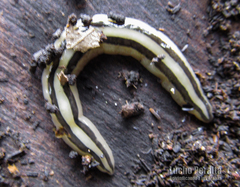 Winsoria bipatria