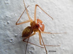 Paraphrynus chacmool