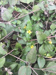 Calyptocarpus vialis