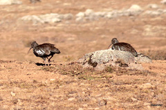 Bostrychia carunculata