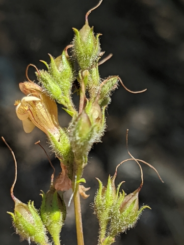 Image of Keckiella lemmonii by no rights reserved