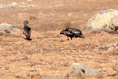 Bostrychia carunculata