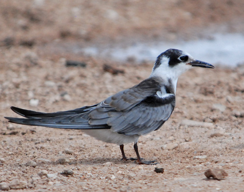 Black Tern