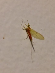 Stenacron interpunctatum interpunctatum