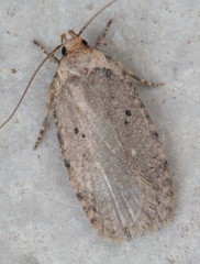 Agonopterix ciliella