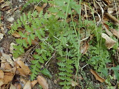 Pedicularis dudleyi