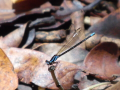 Argia gaumeri