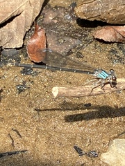 Argia tibialis