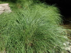 Carex nudata