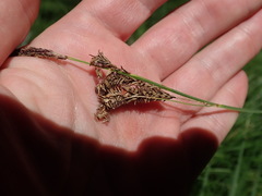 Carex nudata