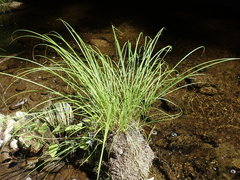 Carex nudata