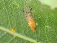 Homoneura occidentalis