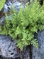 Cryptogramma cascadensis