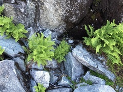 Cryptogramma cascadensis